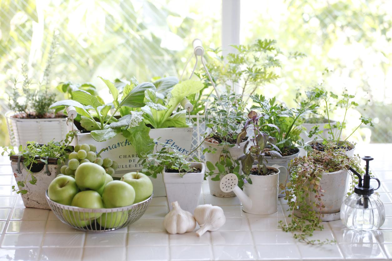 Small Garden on Your Kitchen Window
